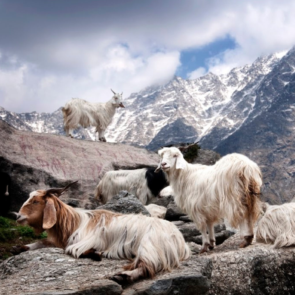 Pashmina Goats